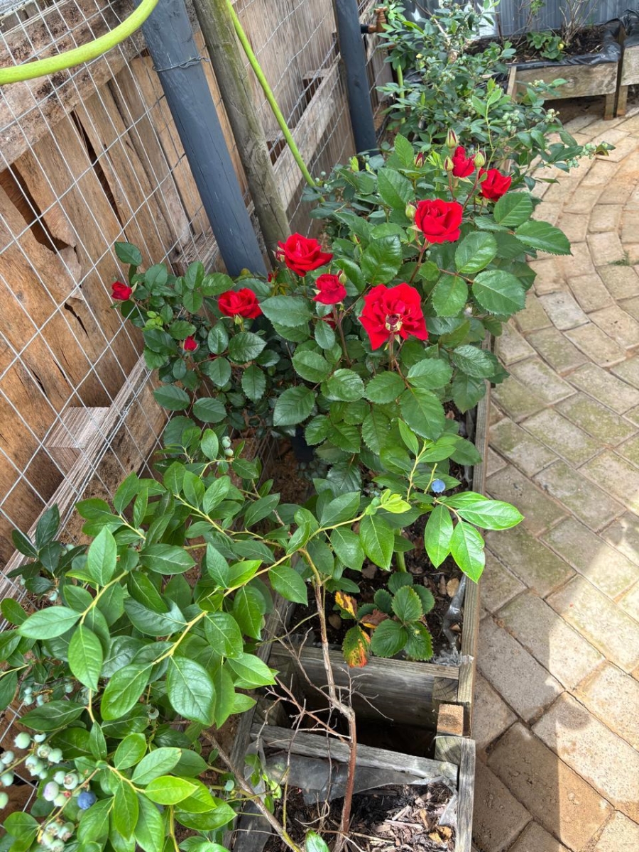 3 Bedroom Property for Sale in Albertinia Western Cape